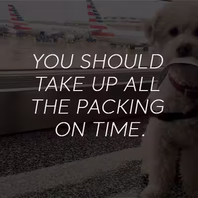 Traveling Europe With a Service Dog