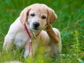 Common Health Ailments Your Dog Might Face