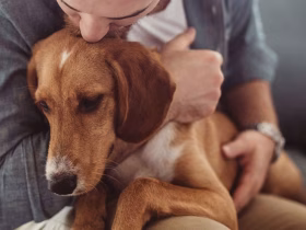 Emotional Support Animal Requirements in 2026