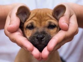 First Things to Teach Your New Puppy