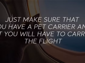 Can You Take an Emotional Support Cat on a Flight?