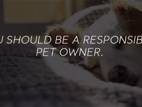 Housing Rules for ESA Dogs: What Tenants Should Know