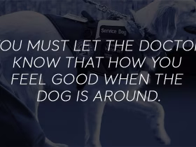 Formalities for an Emotional Support Dog Letter