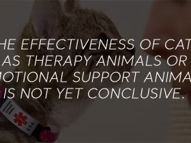 Are Cats Effective at Emotional Support?