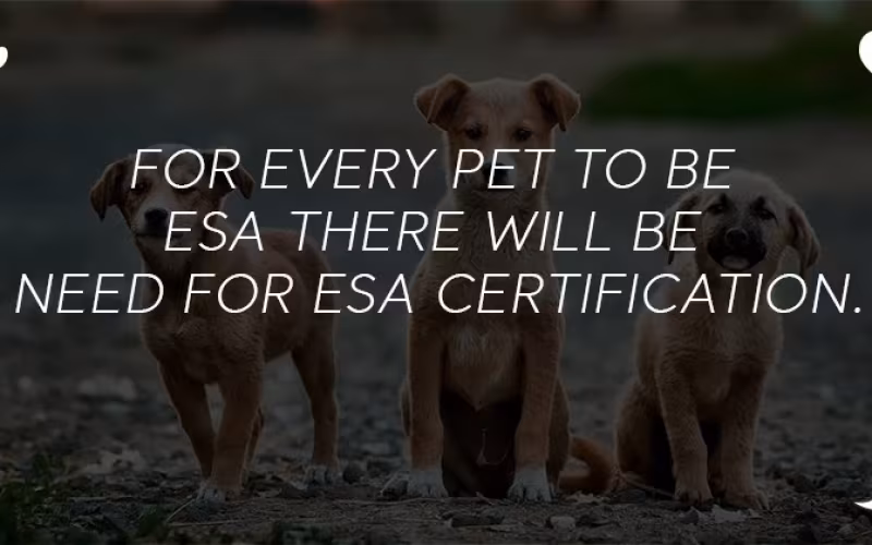 How Many Emotional Support Animals Are Allowed?