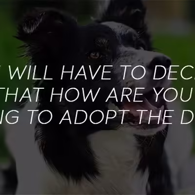 Planning to Get an ESA Dog? Read This Before You Adopt