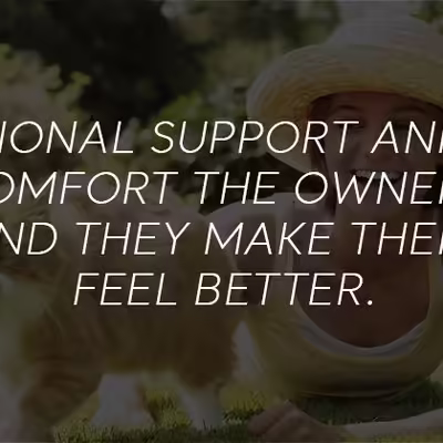 What Legal Rights Do Emotional Support Cats Have?