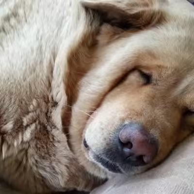Does a Snoring Dog Indicate Health Issues?