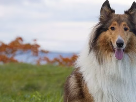 Comforting Dog Breeds for ESA Homes
