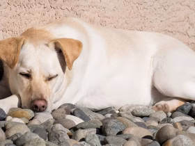 Why Dogs Chew Rocks and Bricks