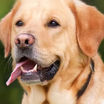 What Constant Panting Could Mean for Your Dog