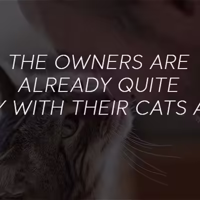 What Emotional Support Cats Can Provide: Comfort, Routine, and Limits