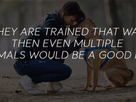 Are Two Emotional Support Animals Allowed?