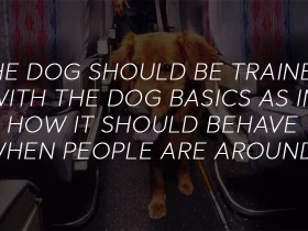 Planning to Take an ESA Dog on a Flight? Read This First