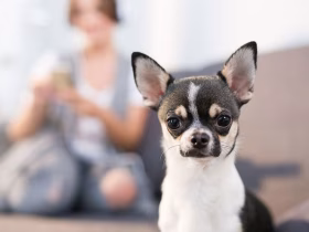 Know What Constitutes As an Emotional Support Animal