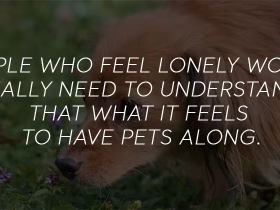 Training a Dog to Be an Emotional Support Animal