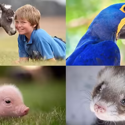 Service Animals vs Emotional Support Animals